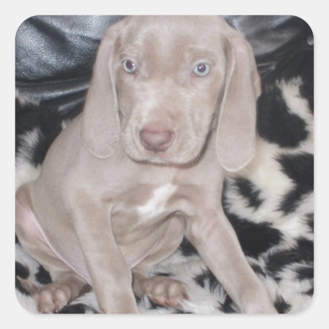 Weimaraner Welppy Quadratischer Aufkleber (Vorderseite)