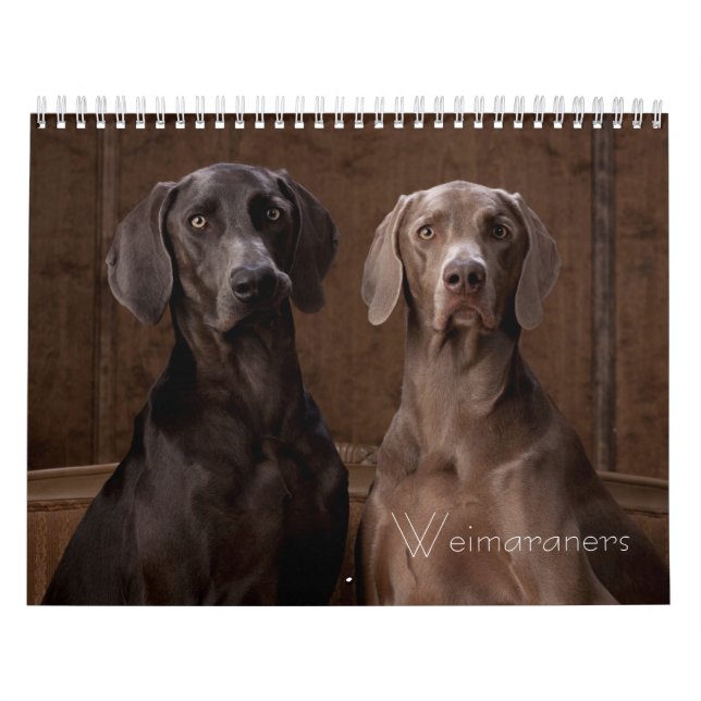 Weimaraners Kalender (Titelbild)