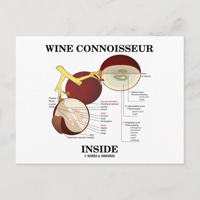 Wein Connoisseur Inside (Wine Grape Berry) Postkarte (Vorderseite)