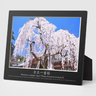 Weinbaum ("Nara Ichiban-Zakura") Fotoplatte
