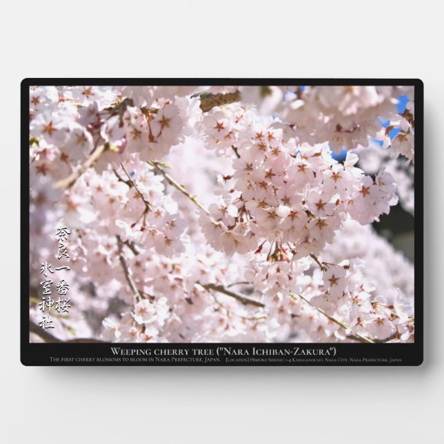 Weinbaum ("Nara Ichiban-Zakura") Fotoplatte (Vorderseite)