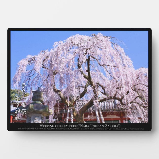 Weinbaum ("Nara Ichiban-Zakura") Fotoplatte (Vorderseite)