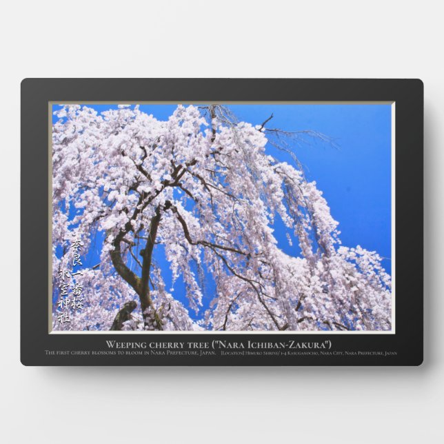 Weinbaum ("Nara Ichiban-Zakura") Fotoplatte (Vorderseite)