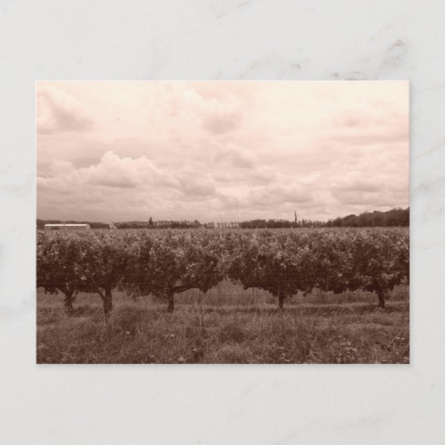 Weinberg 1 postkarte (Vorderseite)