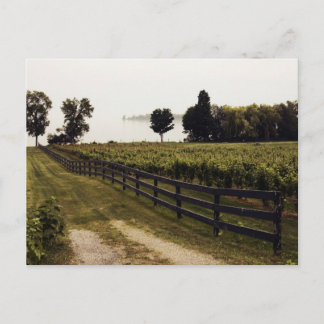 Weinberg am See mit Zauenlandschaft Postkarte