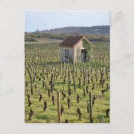 Weinberg in Burgund Frankreich Postkarte