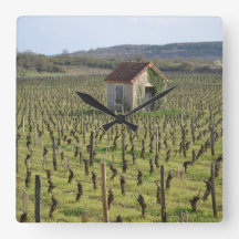 Weinberg in Burgund Frankreich