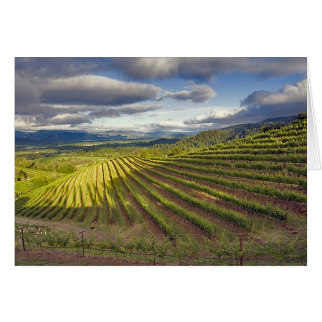 Weinberg. Napa-Tal. Napa. Napa-Landkreis, (Vorderseite (Horizontal))