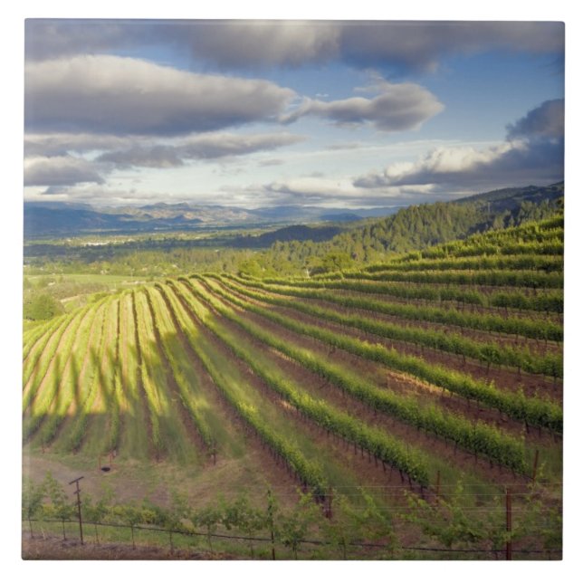 Weinberg. Napa-Tal. Napa. Napa-Landkreis Fliese (Vorderseite)