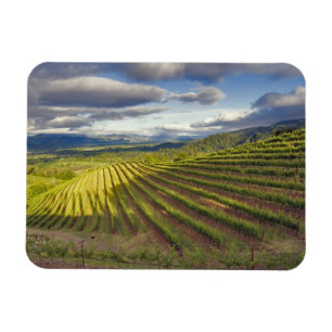 Weinberg. Napa-Tal. Napa. Napa-Landkreis, Magnet