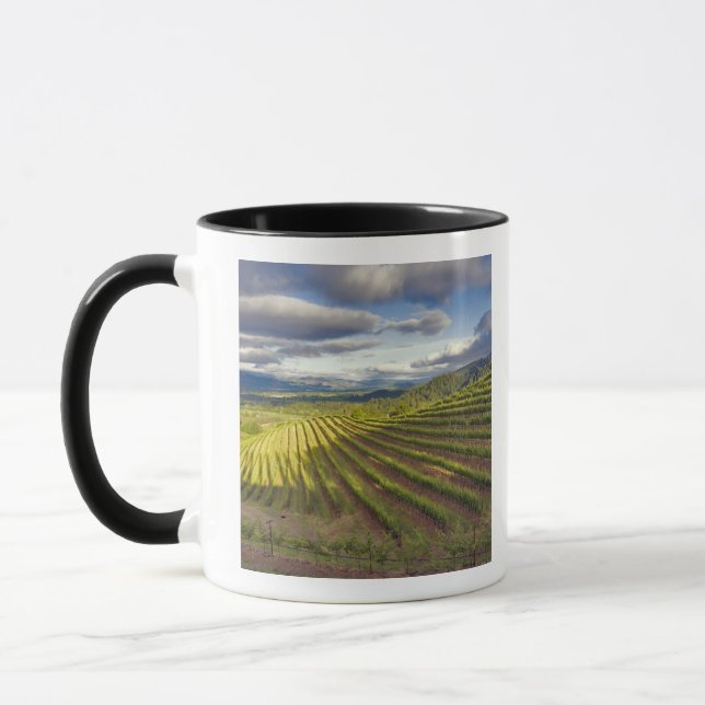 Weinberg. Napa-Tal. Napa. Napa-Landkreis Tasse (Links)
