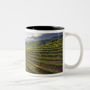 Weinberg. Napa-Tal. Napa. Napa-Landkreis Zweifarbige Tasse