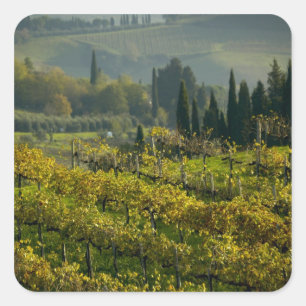 Weinberg, Toskana, Italien Quadratischer Aufkleber