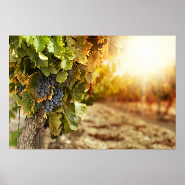Weinberge bei Sonnenuntergang Poster (Vorne)