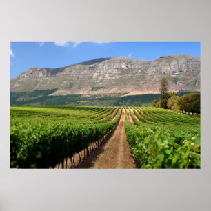 Weinberge des Groot Constantia Anwesen Poster