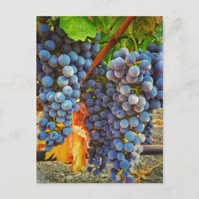 Weinberge im Napa-Tal Postkarte (Vorderseite)
