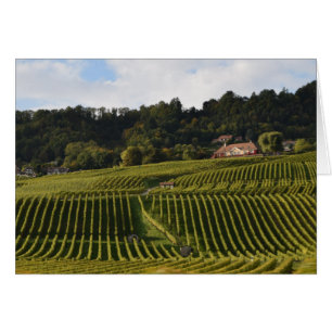Weinberge in der Abenddämmerung