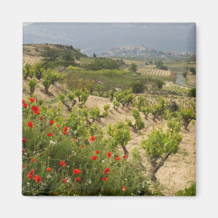 Weinberge in der Nähe von Laguardia, Hauptstadt vo Magnet