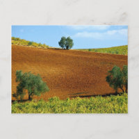 Weinberge in der Nähe von Montilla, Andalusien, Sp