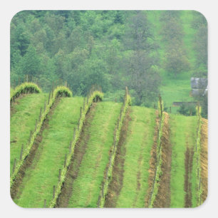 Weinberge in der Nähe von Newberg Oregon Quadratischer Aufkleber