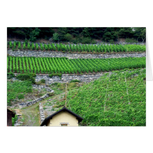 Weinberge in der Schweiz (Vorderseite (Horizontal))