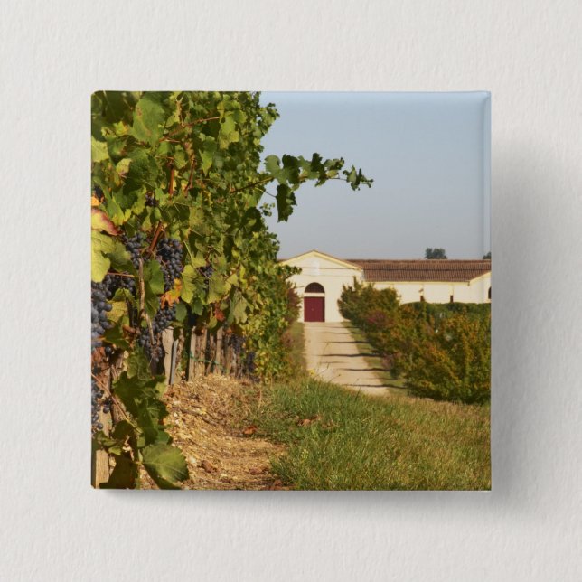Weinberge, kleine verdot Reben und die Button (Vorderseite)
