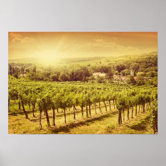 Weinberge Landschaft Poster (Vorne)