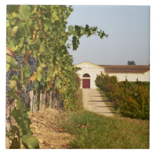 Weinberge, Petit-Verdot-Reben und das Weingut in Fliese