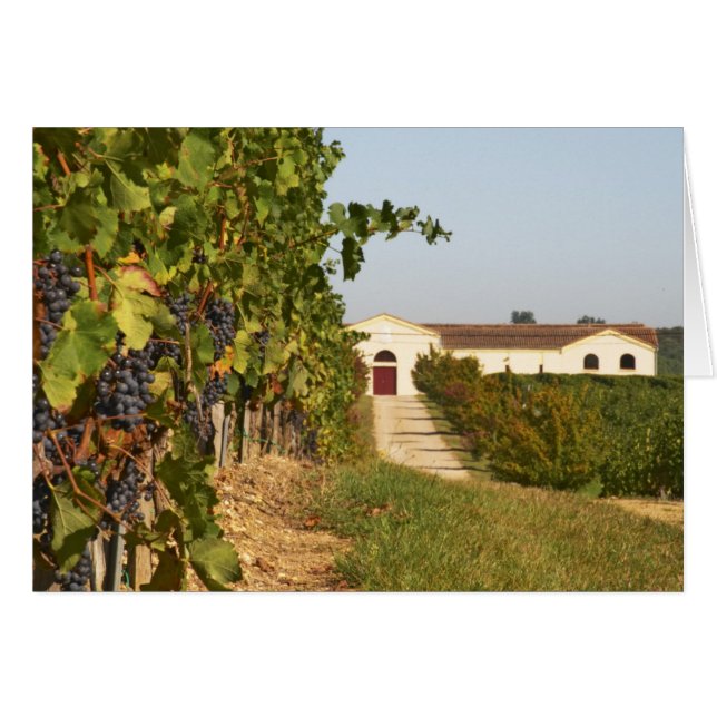 Weinberge, Petit verdot und Weinkeller in (Vorderseite (Horizontal))