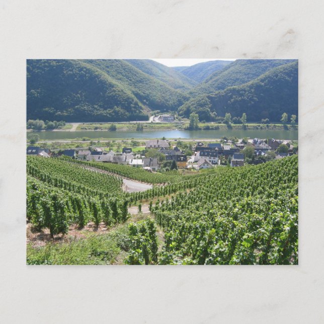 Weinberge Postkarte (Vorderseite)