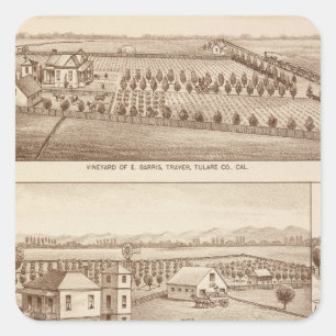 Weinberge, Ranche, Tulare Co, Kalifornien Quadratischer Aufkleber