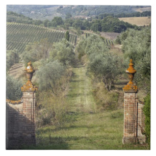 Weinberge, Toskana, Italien Fliese