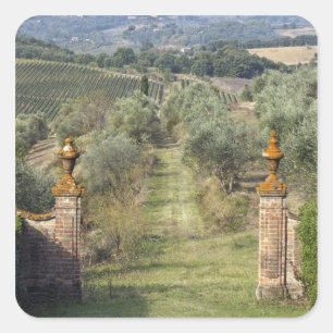 Weinberge, Toskana, Italien Quadratischer Aufkleber