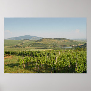 Weinberge von Tokaj, Ungarn Poster