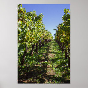 Weinbergreihen bei Mondavi - Napa Valley Poster
