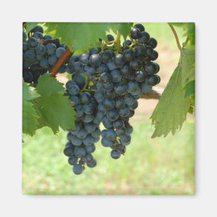 Weinbergtrauben Magnet