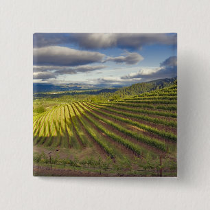 Weingarten. Napa Valley. Napa. Napa County, Button