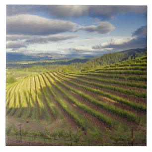 Weingarten. Napa Valley. Napa. Napa County, Fliese