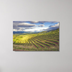 Weingarten. Napa Valley. Napa. Napa County, Leinwanddruck