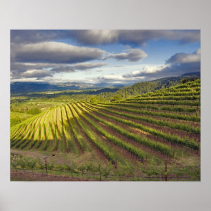 Weingarten. Napa Valley. Napa. Napa County, Poster