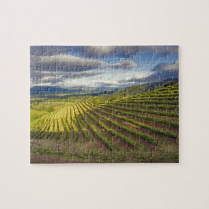 Weingarten. Napa Valley. Napa. Napa County, Puzzle