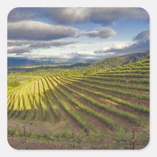 Weingarten. Napa Valley. Napa. Napa County, Quadratischer Aufkleber