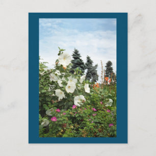Weingarten Sommerliche Blume Postkarte