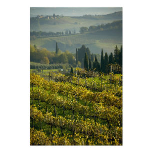 Weingarten, Toskana, Italien Fotodruck