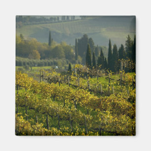 Weingarten, Toskana, Italien Magnet