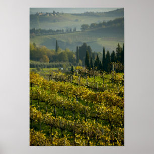 Weingarten, Toskana, Italien Poster