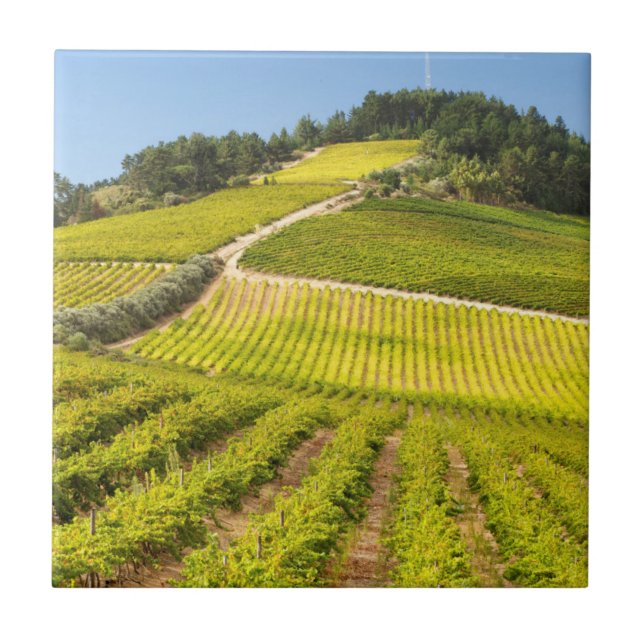 Weingut, Stellenbosch, Westkap Fliese (Vorderseite)