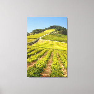 Weingut, Stellenbosch, Westkap Leinwanddruck