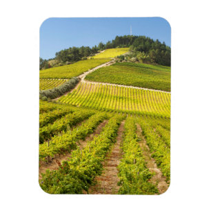 Weingut, Stellenbosch, Westkap Magnet