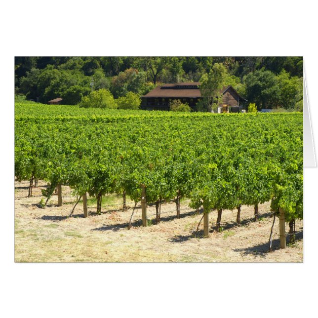 Weinkeller Napa Valley Weingut Weinberg (Vorderseite (Horizontal))